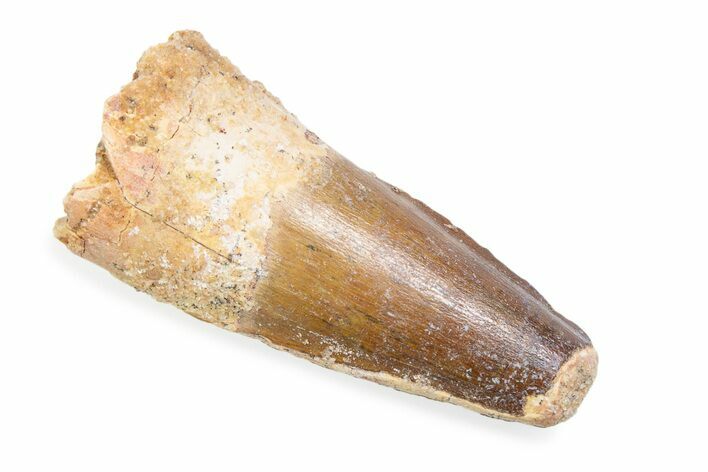 Fossil Spinosaurus Tooth - Feeding Worn Tooth #372850
